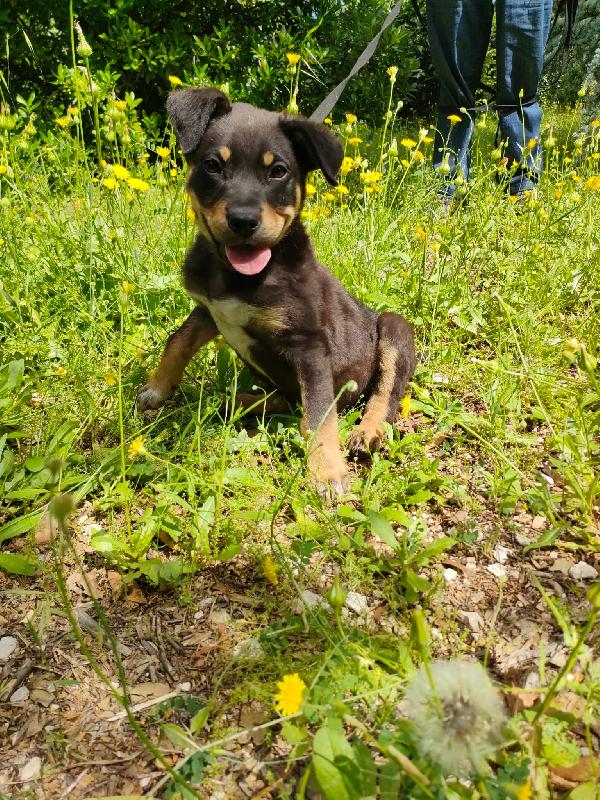 🐶 “Dodo, un cucciolo che non vuole crescere invisibile” Foto 10